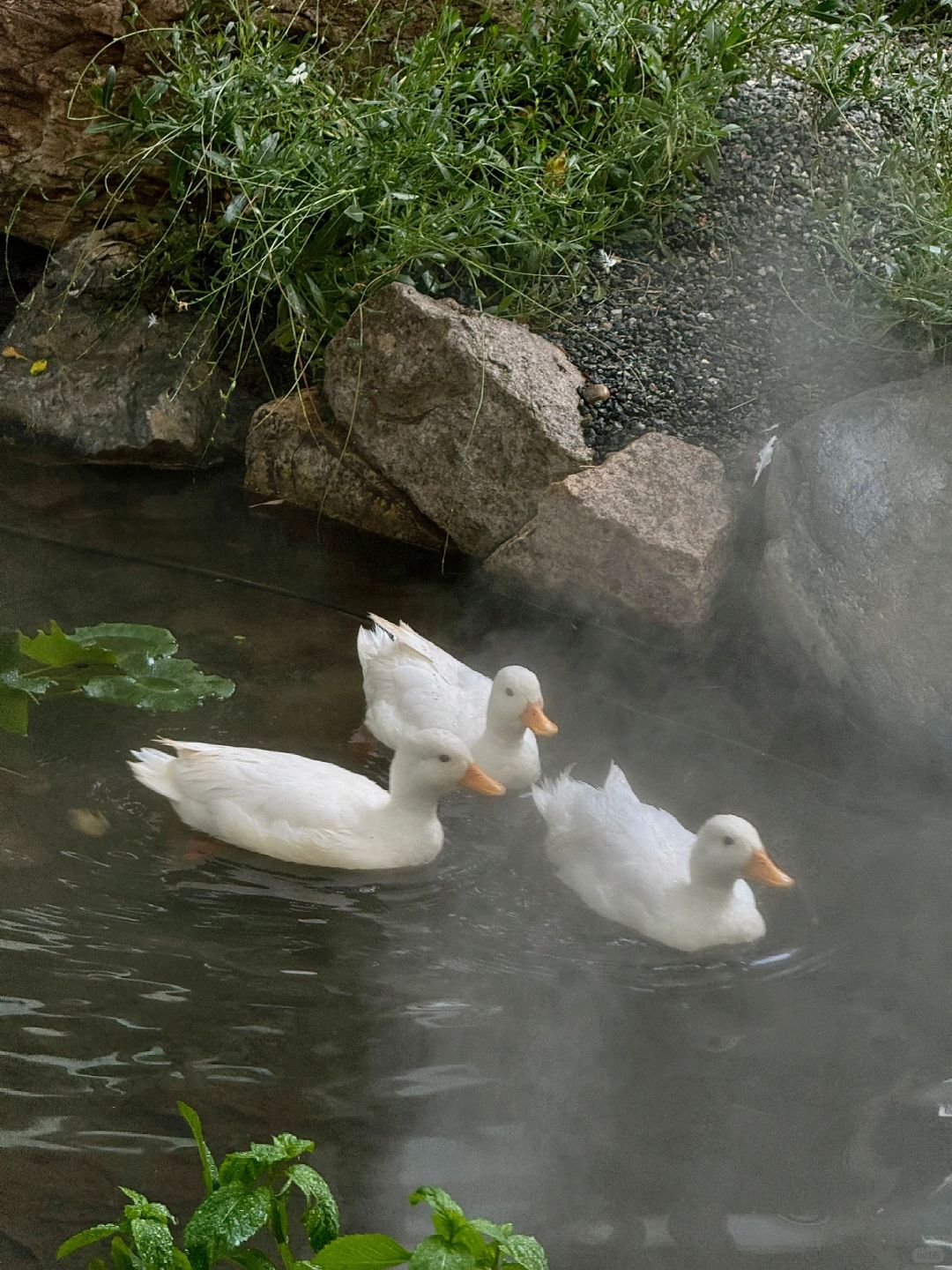 Beijing/Tianjin-Beijing has a western restaurant where you can eat with peacocks!