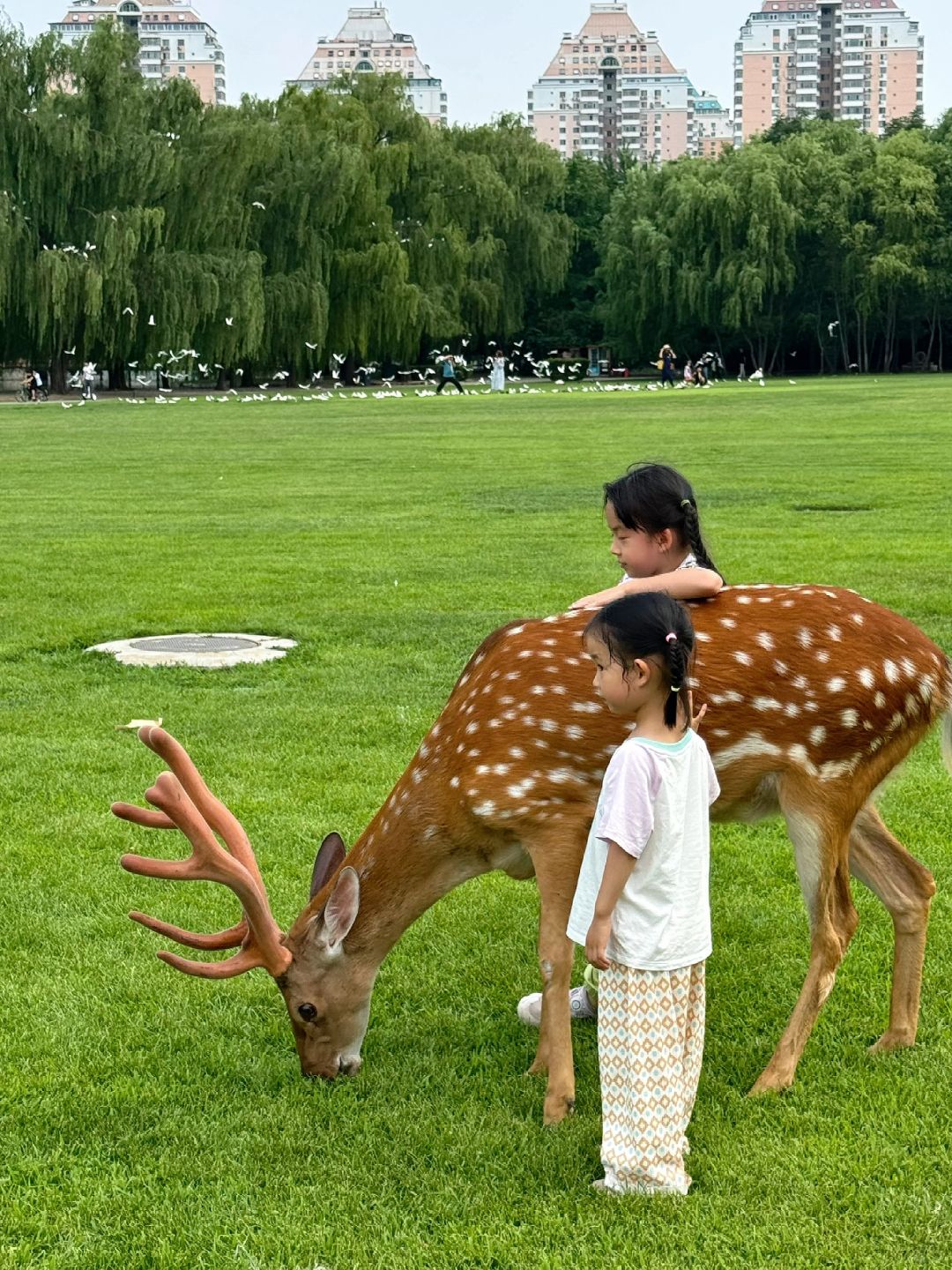 Beijing/Tianjin-Beijing has a western restaurant where you can eat with peacocks!