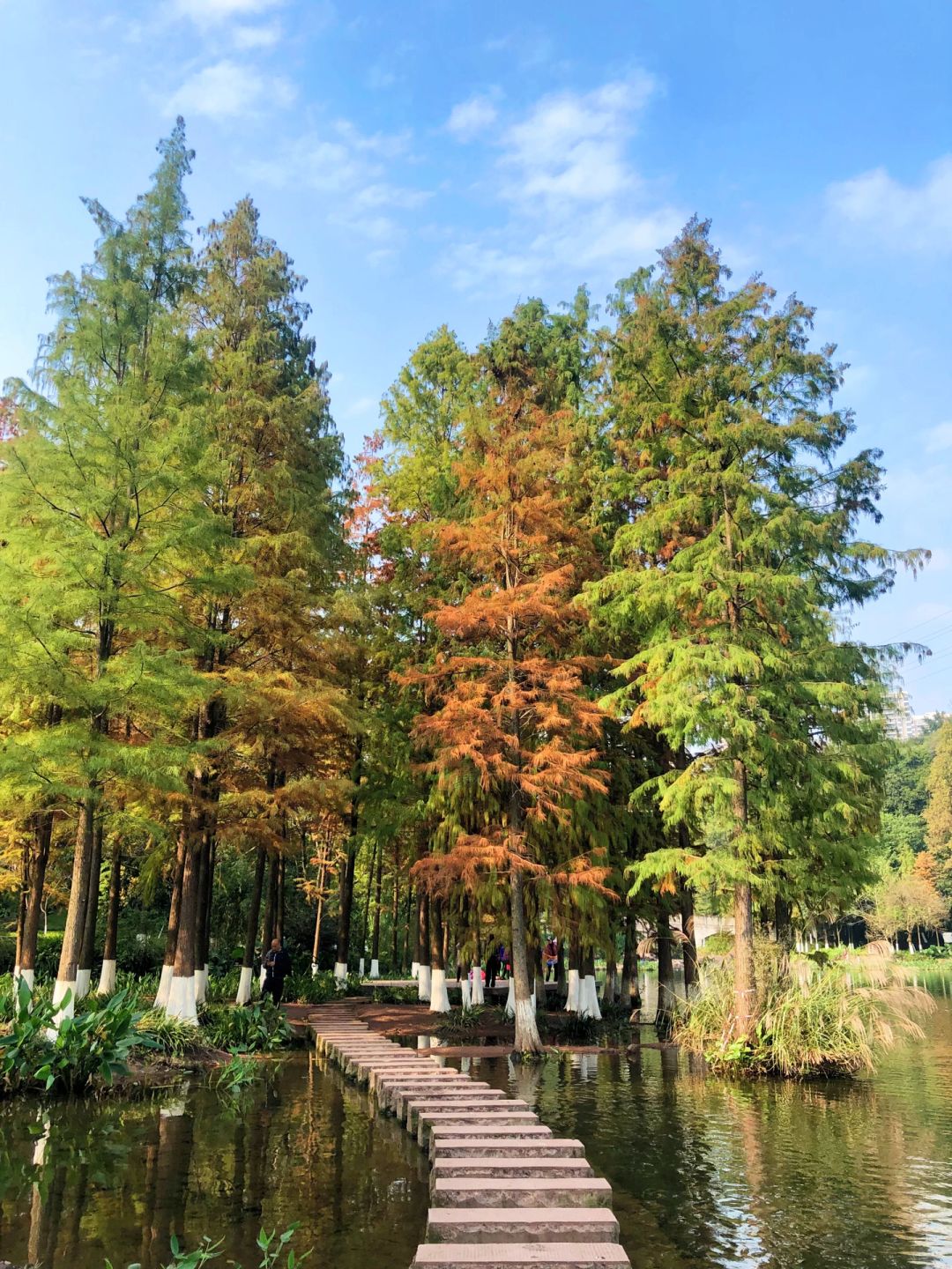 Sichuan-Here are all the beautiful parks in Chongqing that are suitable for autumn tourism!