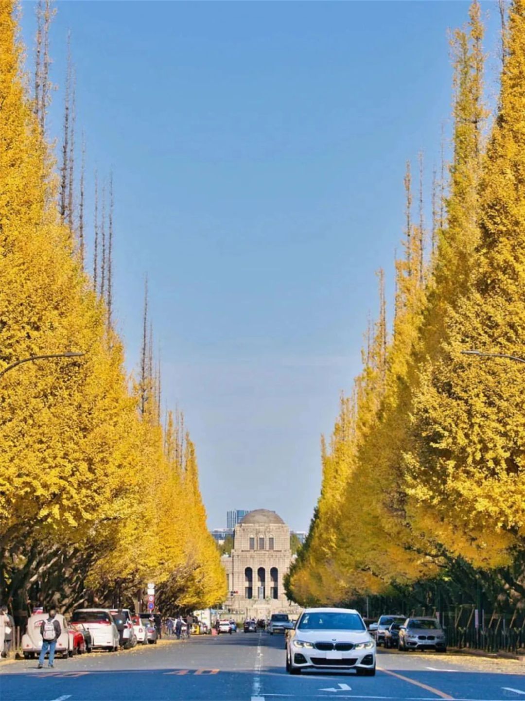 Tokyo-Tokyo's Autumn Ginkgo Viewing Guide--Meiji Jingu Gaien,Komazawa Olympic Park