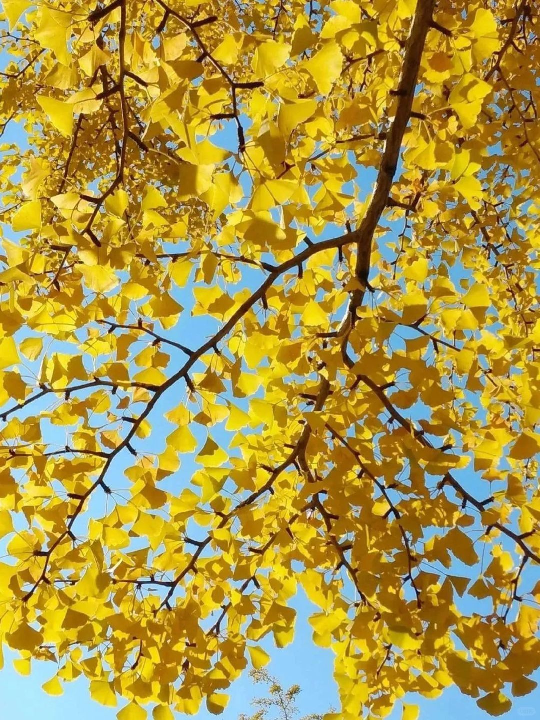 Tokyo-Tokyo's Autumn Ginkgo Viewing Guide--Meiji Jingu Gaien,Komazawa Olympic Park