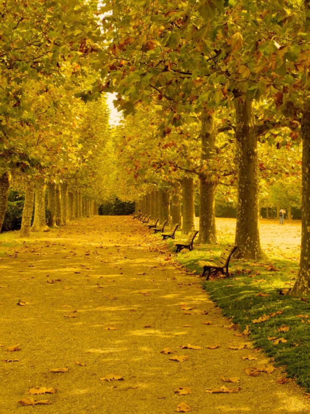 Tokyo-Tokyo's Autumn Ginkgo Viewing Guide--Meiji Jingu Gaien,Komazawa Olympic Park