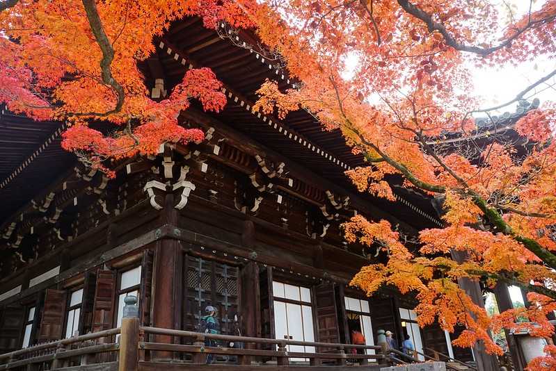 Osaka-Zhenyudang, Kyoto, Japan. Free attraction to enjoy maple viewing while avoiding the crowds