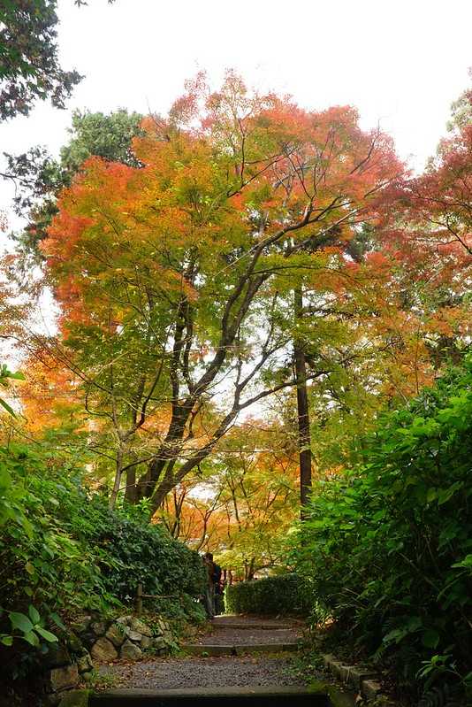 Osaka-Zhenyudang, Kyoto, Japan. Free attraction to enjoy maple viewing while avoiding the crowds