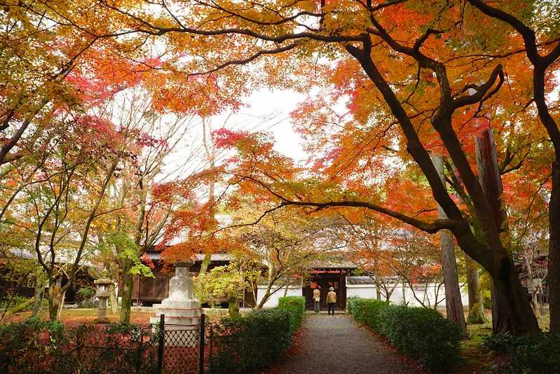 Osaka-Zhenyudang, Kyoto, Japan. Free attraction to enjoy maple viewing while avoiding the crowds