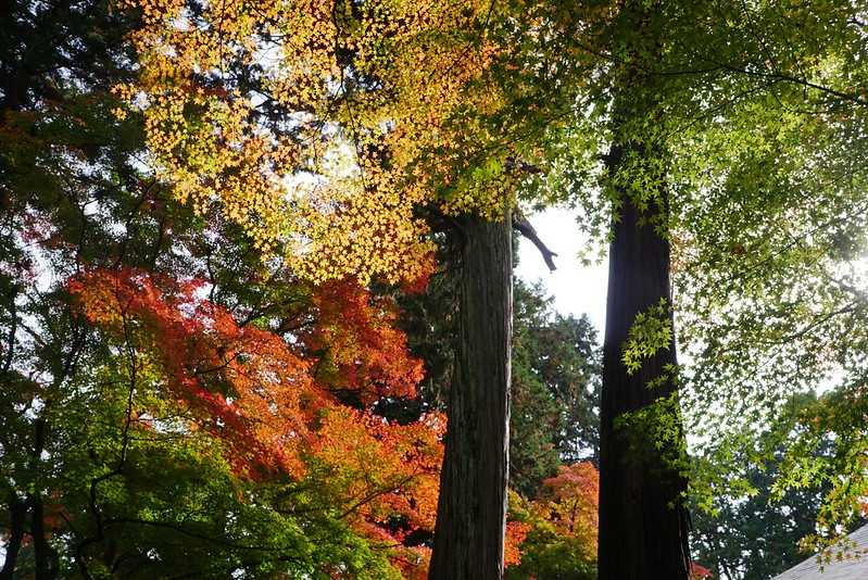 Osaka-Zhenyudang, Kyoto, Japan. Free attraction to enjoy maple viewing while avoiding the crowds