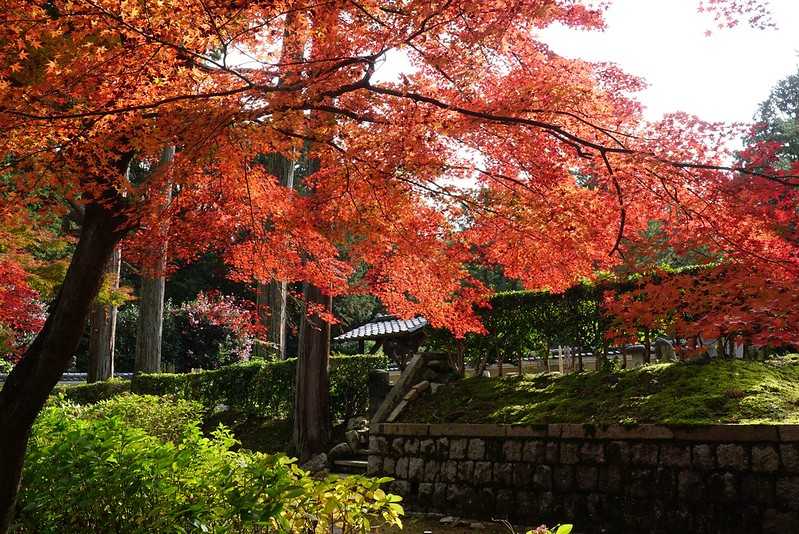 Osaka-Zhenyudang, Kyoto, Japan. Free attraction to enjoy maple viewing while avoiding the crowds