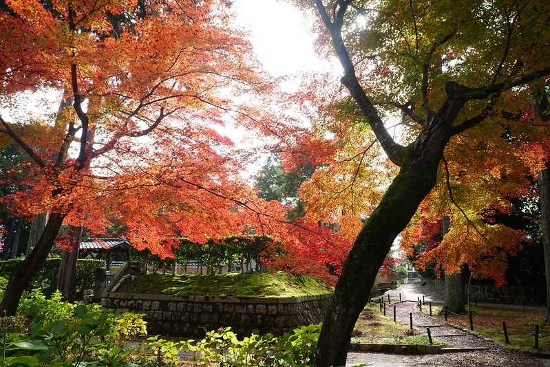 Osaka-Zhenyudang, Kyoto, Japan. Free attraction to enjoy maple viewing while avoiding the crowds