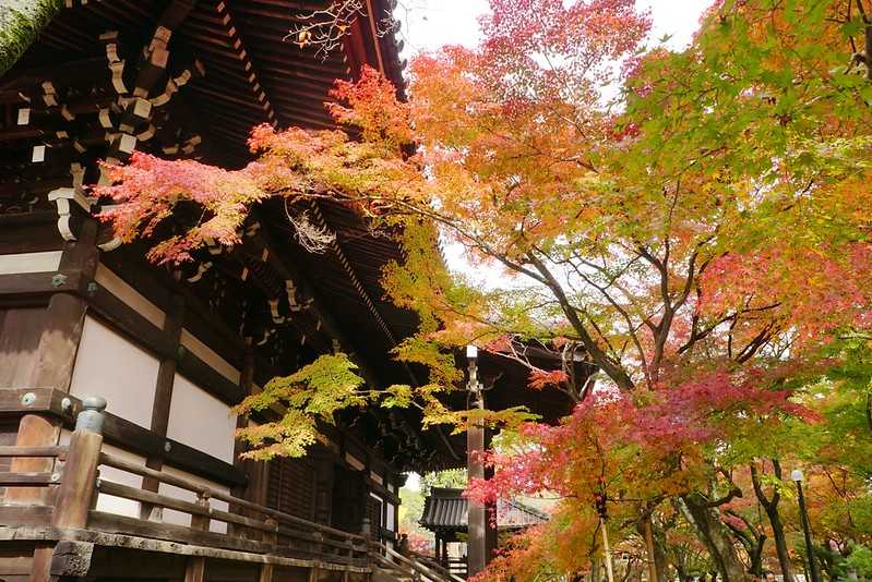 Osaka-Zhenyudang, Kyoto, Japan. Free attraction to enjoy maple viewing while avoiding the crowds