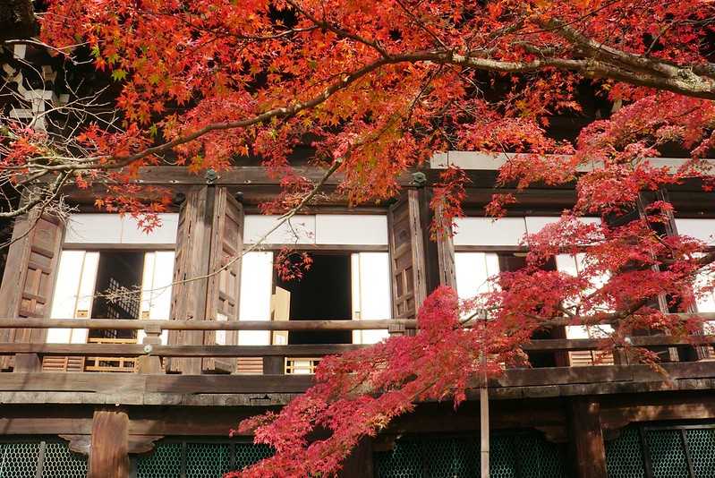 Osaka-Zhenyudang, Kyoto, Japan. Free attraction to enjoy maple viewing while avoiding the crowds