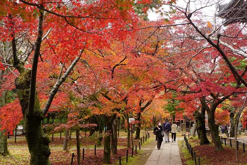 Osaka-Zhenyudang, Kyoto, Japan. Free attraction to enjoy maple viewing while avoiding the crowds