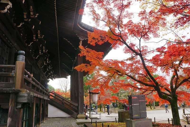 Osaka-Zhenyudang, Kyoto, Japan. Free attraction to enjoy maple viewing while avoiding the crowds