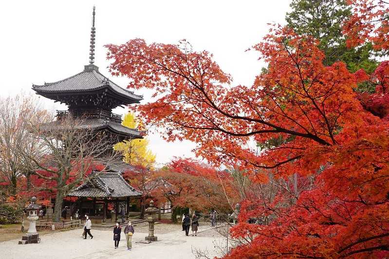 Osaka-Zhenyudang, Kyoto, Japan. Free attraction to enjoy maple viewing while avoiding the crowds