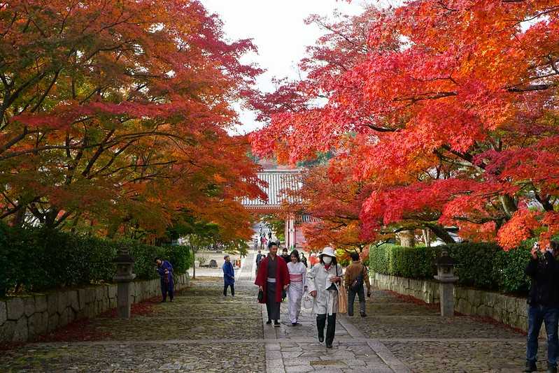 Osaka-Zhenyudang, Kyoto, Japan. Free attraction to enjoy maple viewing while avoiding the crowds