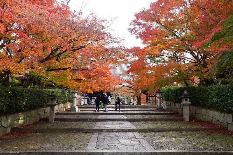 Osaka-Zhenyudang, Kyoto, Japan. Free attraction to enjoy maple viewing while avoiding the crowds