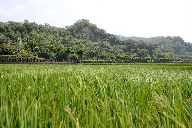 Taiwan-One-day tour in Taoyuan and Miaoli Garden. Rush Cultural Center Rice Field Painting and Chinese Pottery Kiln