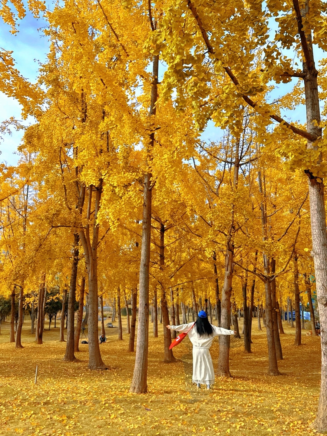 Sichuan-The ginkgo forest in Chengdu Tianfu Park has turned into a golden ocean!