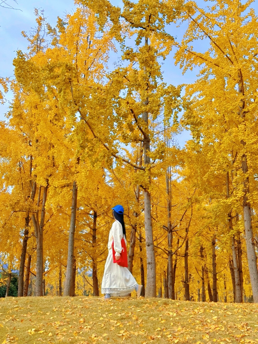 Sichuan-The ginkgo forest in Chengdu Tianfu Park has turned into a golden ocean!