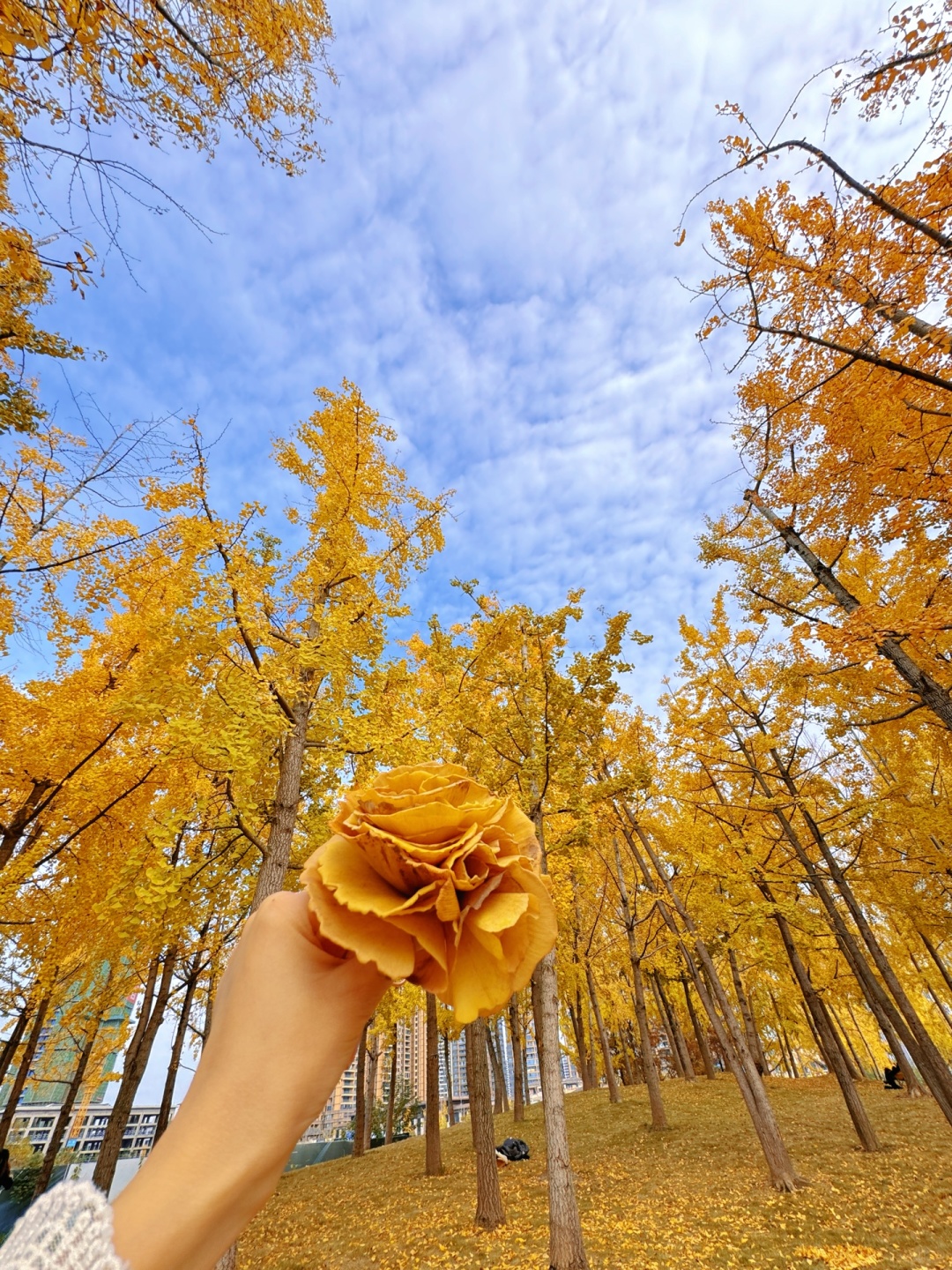 Sichuan-The ginkgo forest in Chengdu Tianfu Park has turned into a golden ocean!