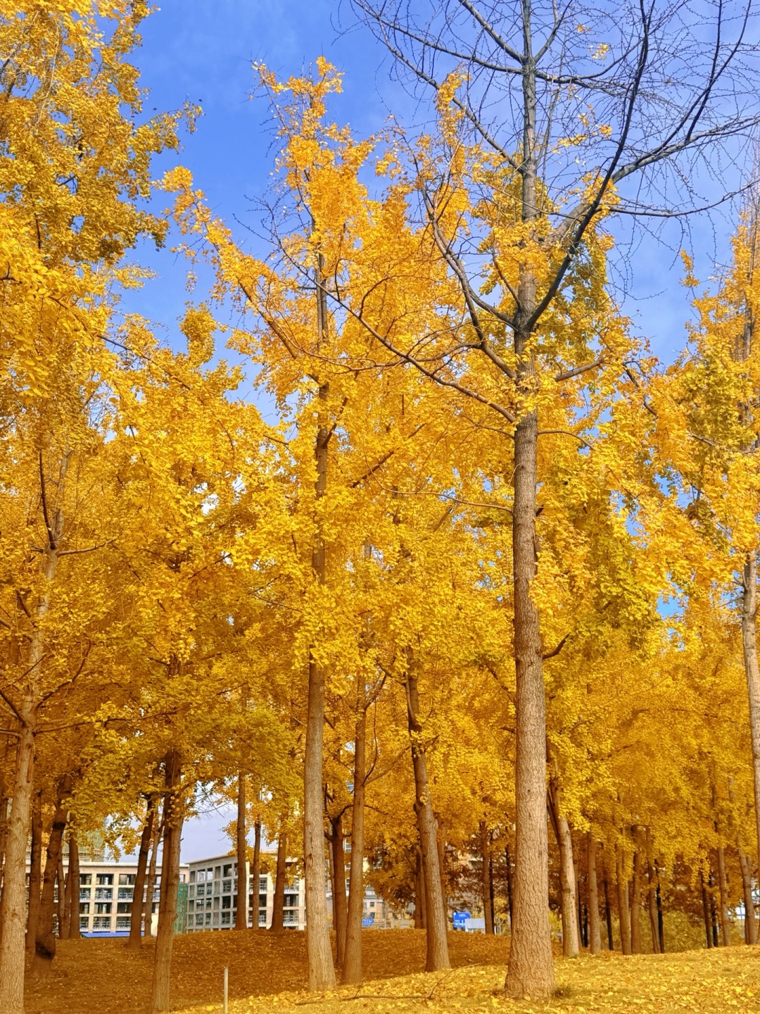 Sichuan-The ginkgo forest in Chengdu Tianfu Park has turned into a golden ocean!