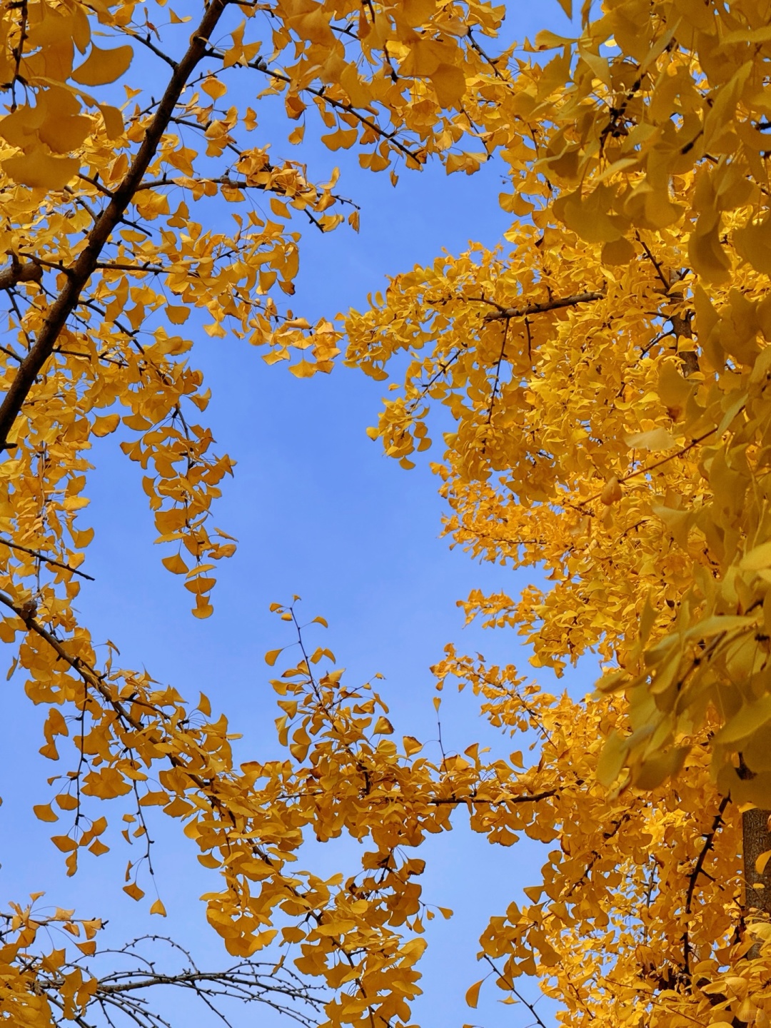 Sichuan-The ginkgo forest in Chengdu Tianfu Park has turned into a golden ocean!