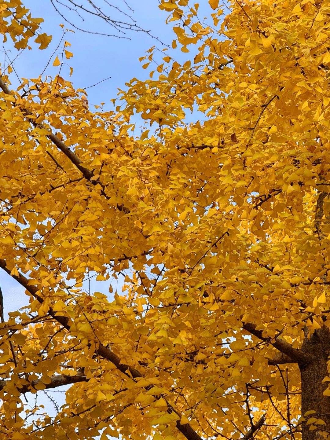 Sichuan-The ginkgo forest in Chengdu Tianfu Park has turned into a golden ocean!