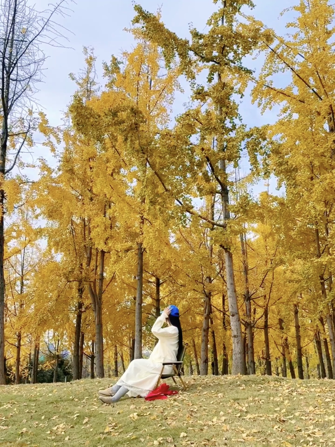 Sichuan-The ginkgo forest in Chengdu Tianfu Park has turned into a golden ocean!