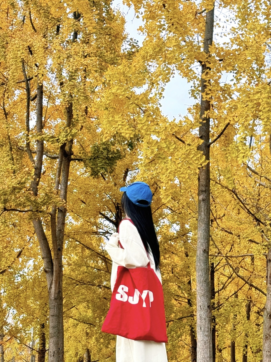 Sichuan-The ginkgo forest in Chengdu Tianfu Park has turned into a golden ocean!