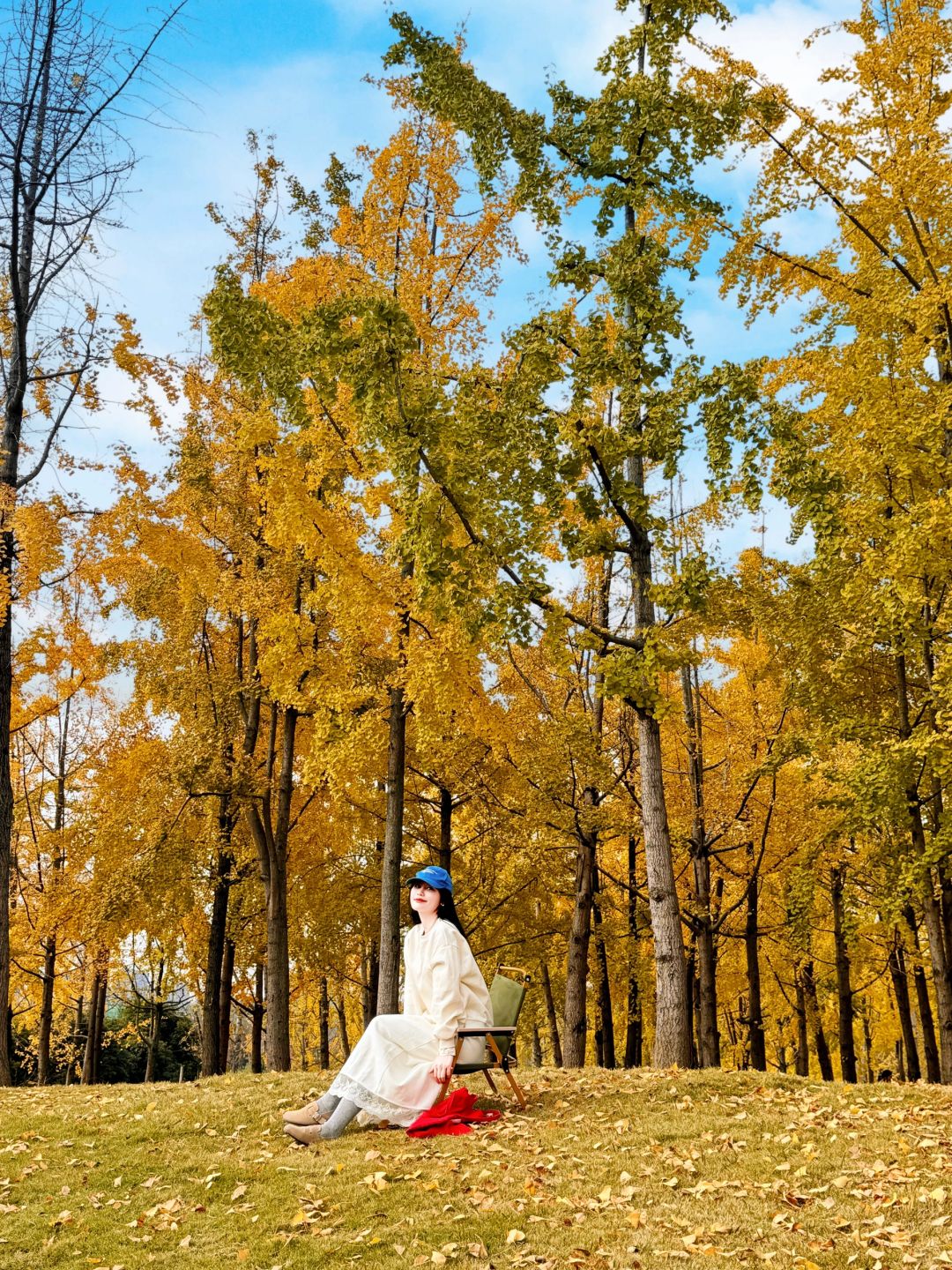 Sichuan-The ginkgo forest in Chengdu Tianfu Park has turned into a golden ocean!