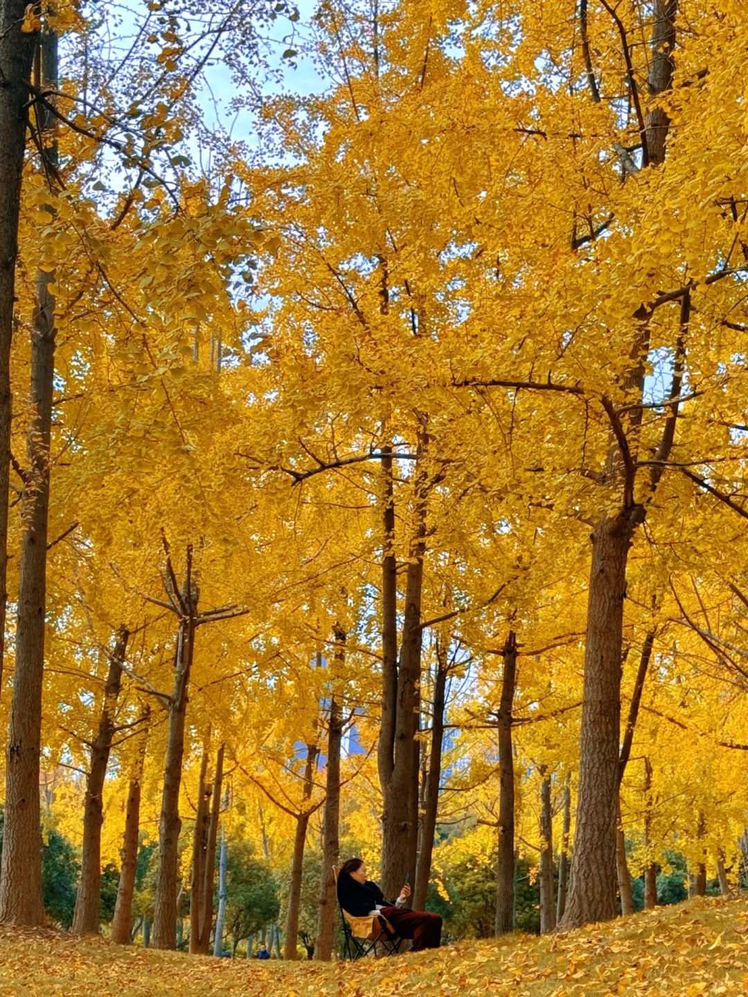 Sichuan-The ginkgo forest in Chengdu Tianfu Park has turned into a golden ocean!