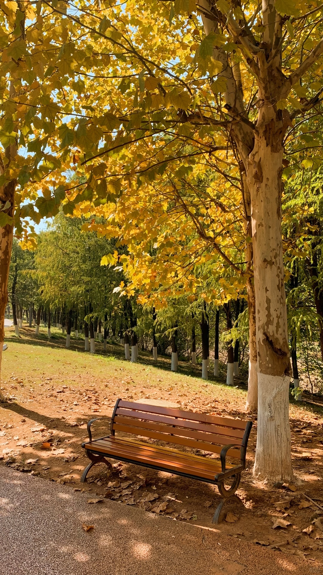 Changsha-Guitanghe Park in Changsha is the most romantic, with benches suitable for taking photos and wutong!