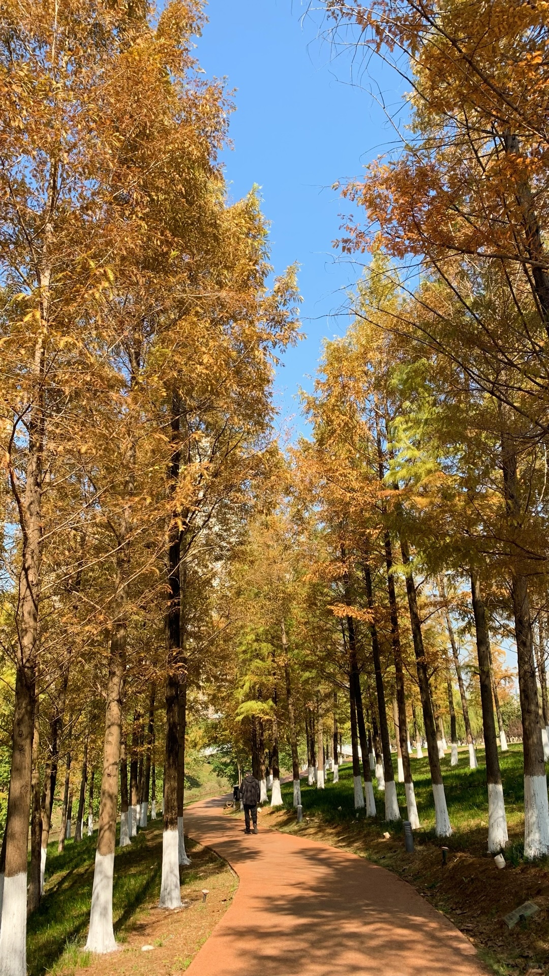 Changsha-Guitanghe Park in Changsha is the most romantic, with benches suitable for taking photos and wutong!