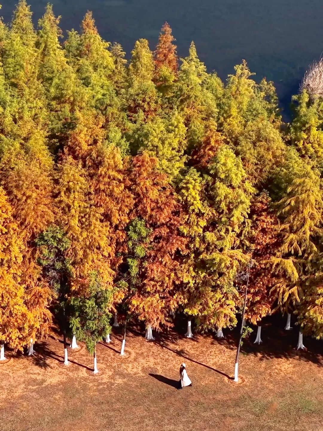 Changsha-The water spruce forest in Songya Lake National Forest Park has turned red, as beautiful as an oil painting!