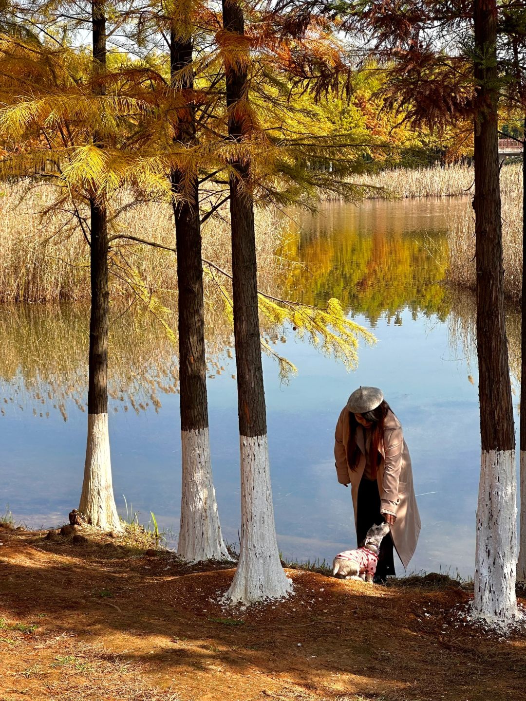 Changsha-The water spruce forest in Songya Lake National Forest Park has turned red, as beautiful as an oil painting!