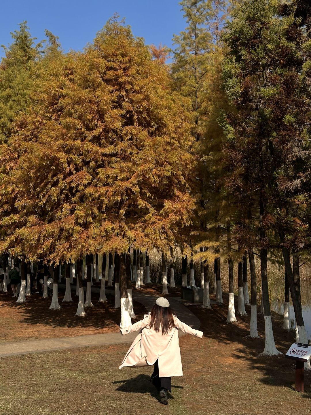 Changsha-The water spruce forest in Songya Lake National Forest Park has turned red, as beautiful as an oil painting!