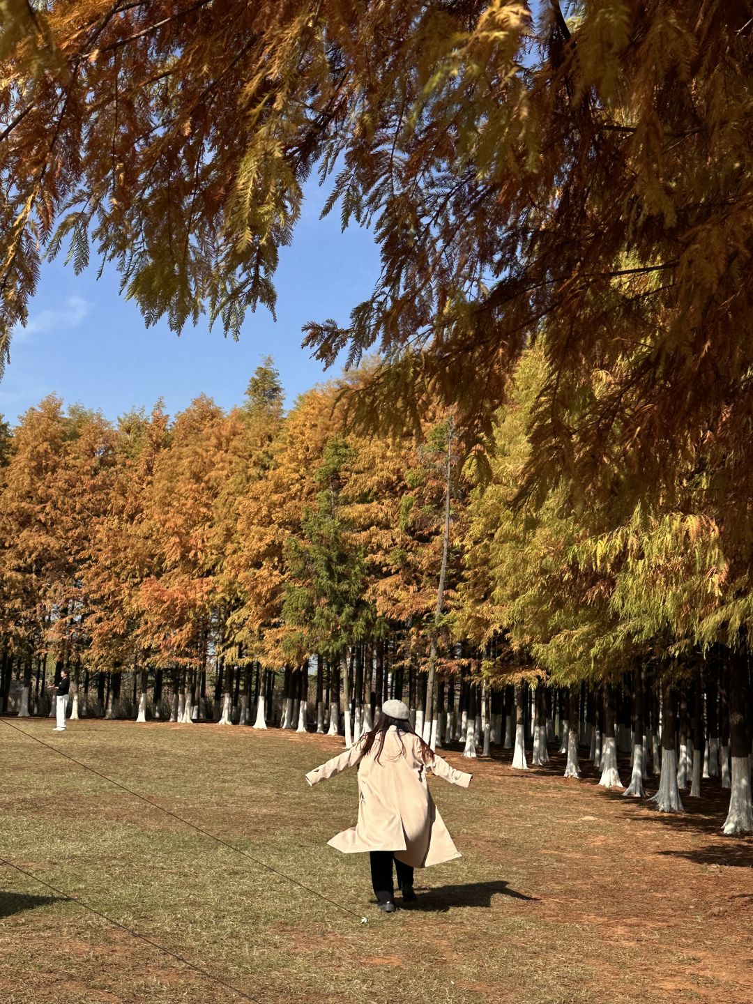 Changsha-The water spruce forest in Songya Lake National Forest Park has turned red, as beautiful as an oil painting!