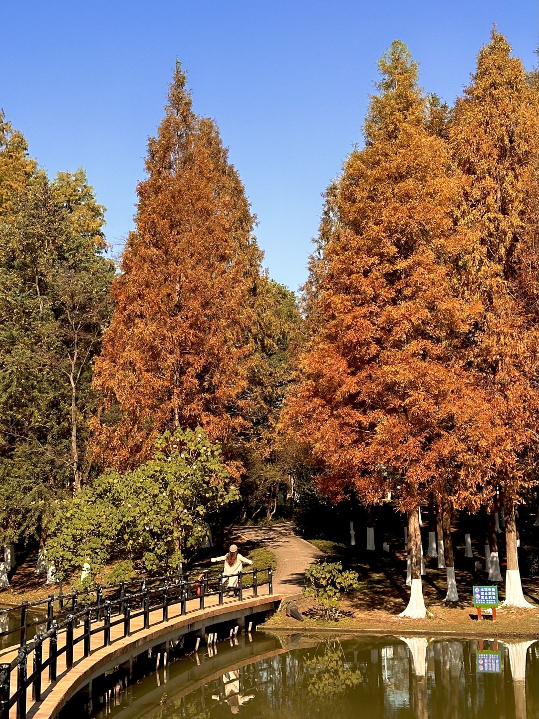 Changsha-Changsha Garden Ecological Park, one of the most suitable camping parks in Changsha, has a very beautiful water fir forest!