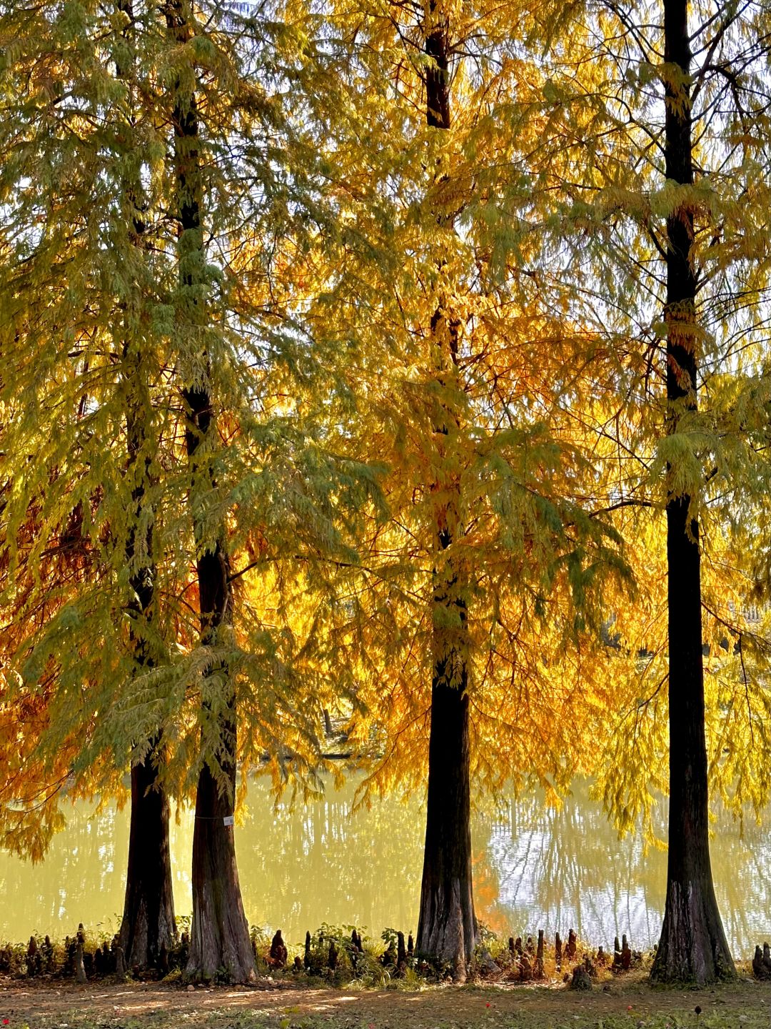 Hunan-Changsha Garden Ecological Park, one of the most suitable camping parks in Changsha, has a very beautiful water fir forest!