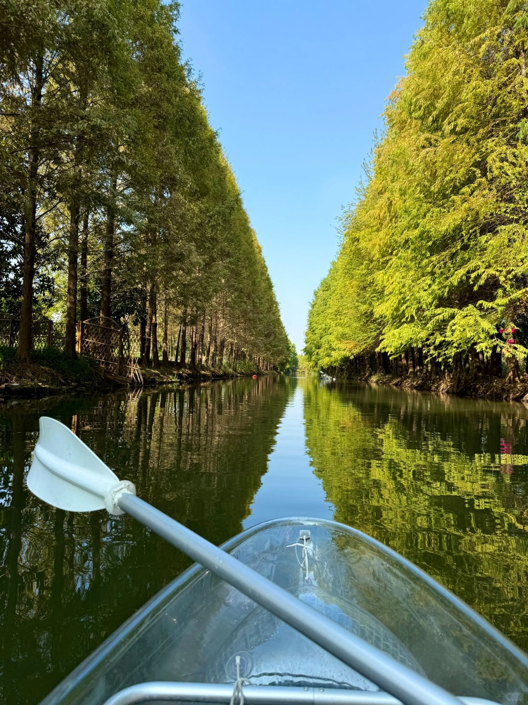 Jiangsu/Zhejiang/Shanghai-There is such a forest in Suzhou Huqiu park! ! ! You can row a boat! ! !