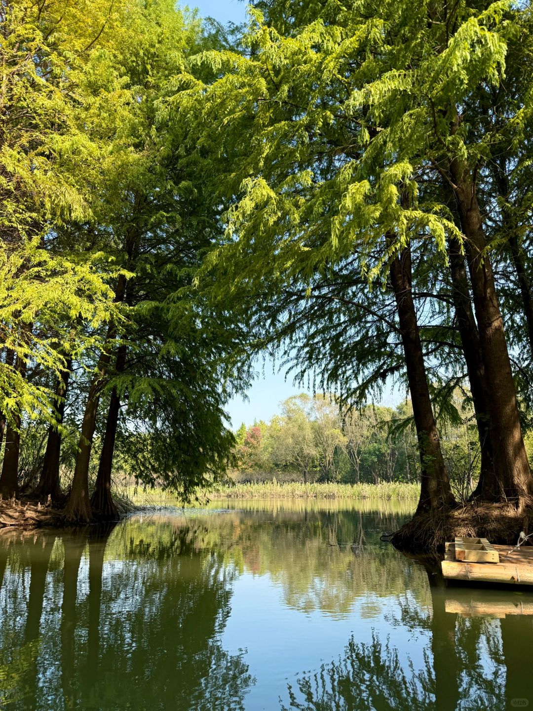 Jiangsu/Zhejiang/Shanghai-There is such a forest in Suzhou Huqiu park! ! ! You can row a boat! ! !