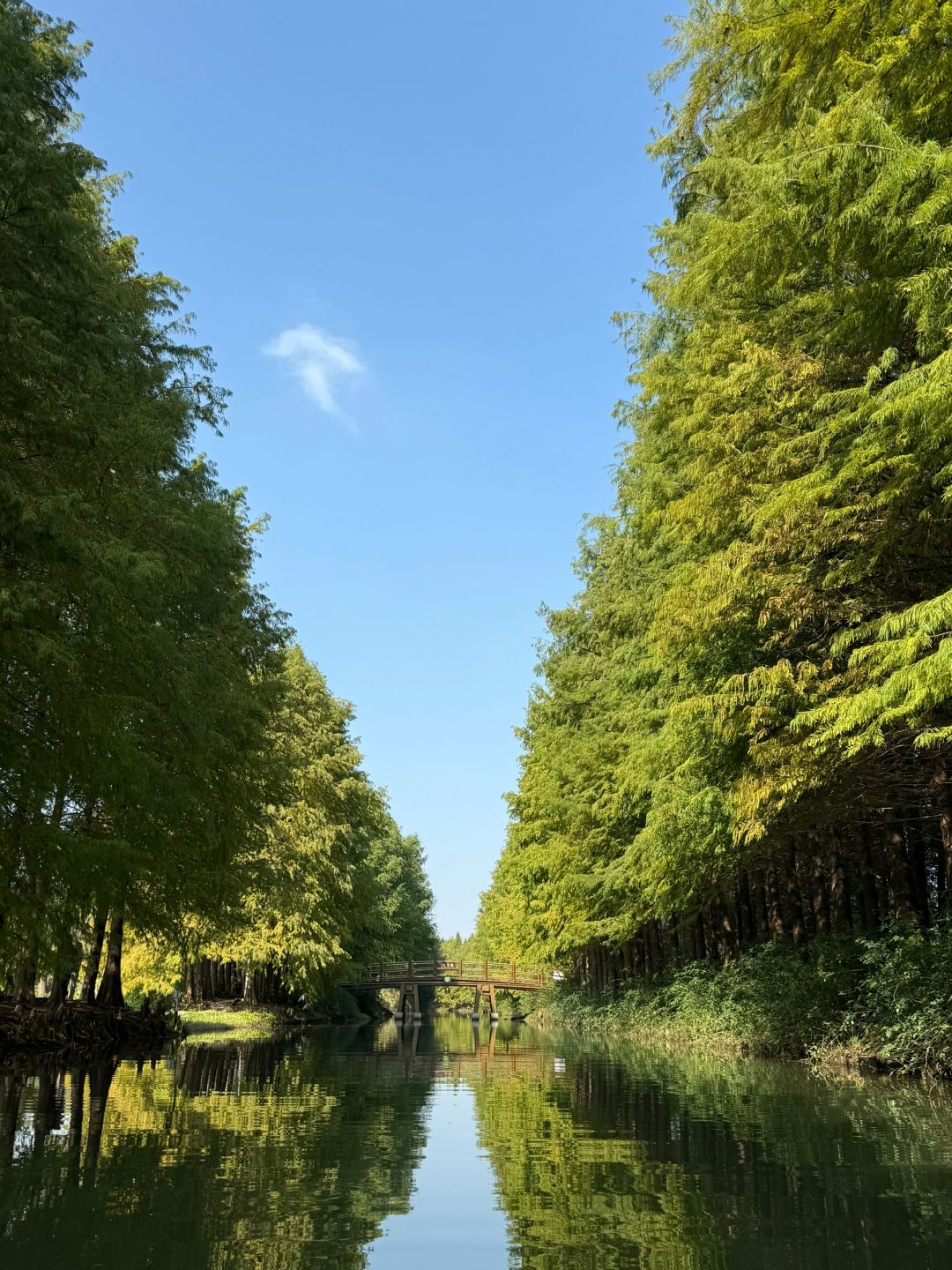 Jiangsu/Zhejiang/Shanghai-There is such a forest in Suzhou Huqiu park! ! ! You can row a boat! ! !