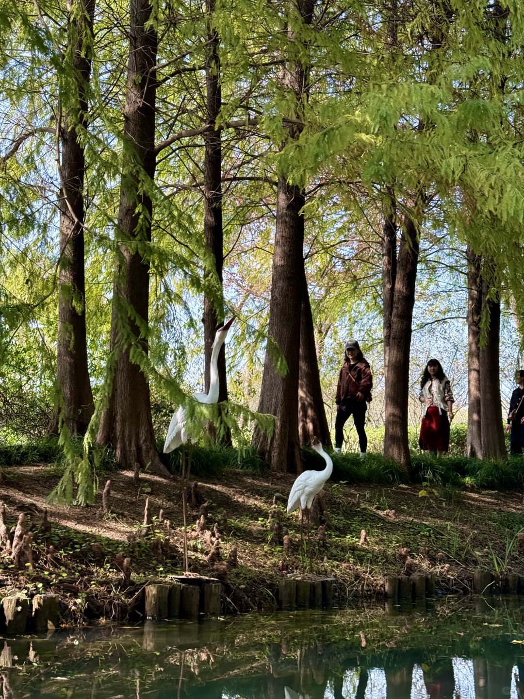 Jiangsu/Zhejiang/Shanghai-There is such a forest in Suzhou Huqiu park! ! ! You can row a boat! ! !