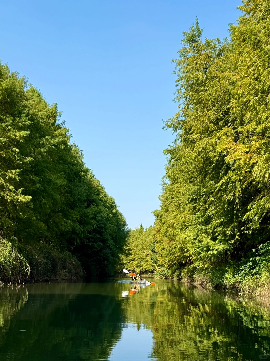 Jiangsu/Zhejiang/Shanghai-There is such a forest in Suzhou Huqiu park! ! ! You can row a boat! ! !