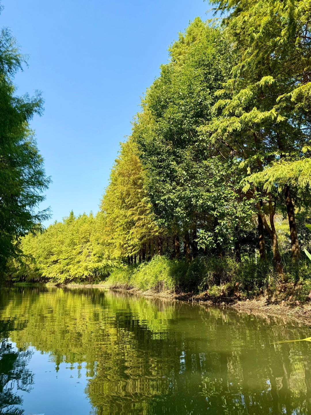 Jiangsu/Zhejiang/Shanghai-There is such a forest in Suzhou Huqiu park! ! ! You can row a boat! ! !