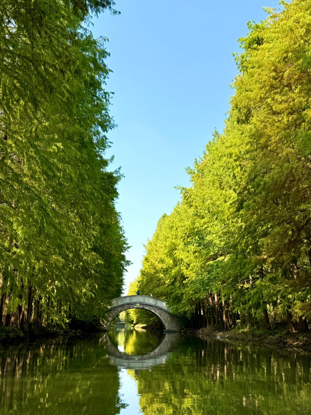 Jiangsu/Zhejiang/Shanghai-There is such a forest in Suzhou Huqiu park! ! ! You can row a boat! ! !