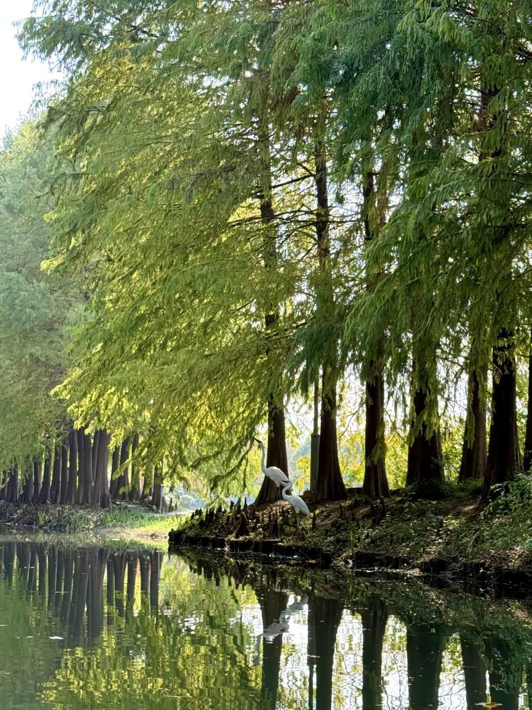 Jiangsu/Zhejiang/Shanghai-There is such a forest in Suzhou Huqiu park! ! ! You can row a boat! ! !