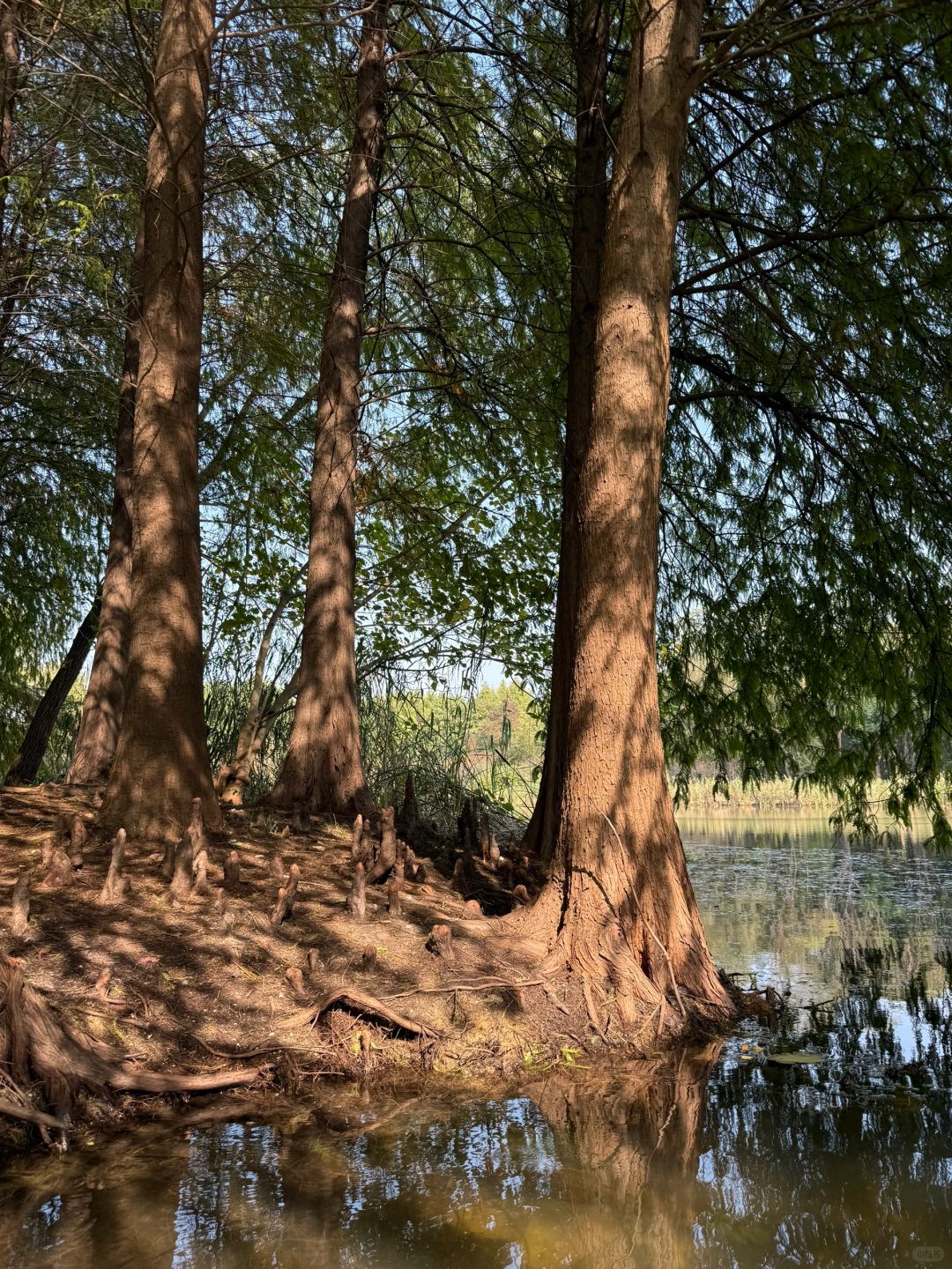 Jiangsu/Zhejiang/Shanghai-There is such a forest in Suzhou Huqiu park! ! ! You can row a boat! ! !