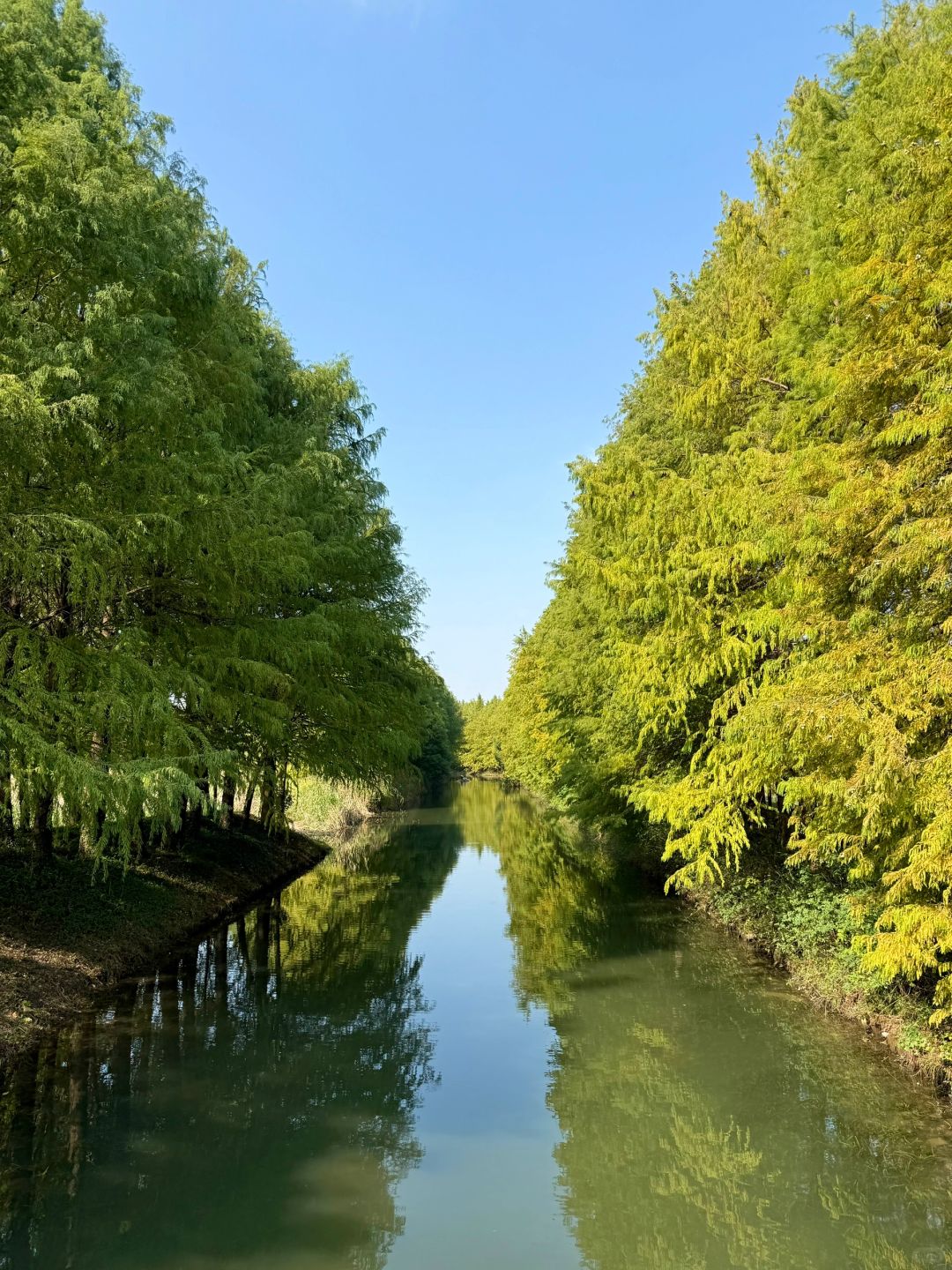 Jiangsu/Zhejiang/Shanghai-There is such a forest in Suzhou Huqiu park! ! ! You can row a boat! ! !