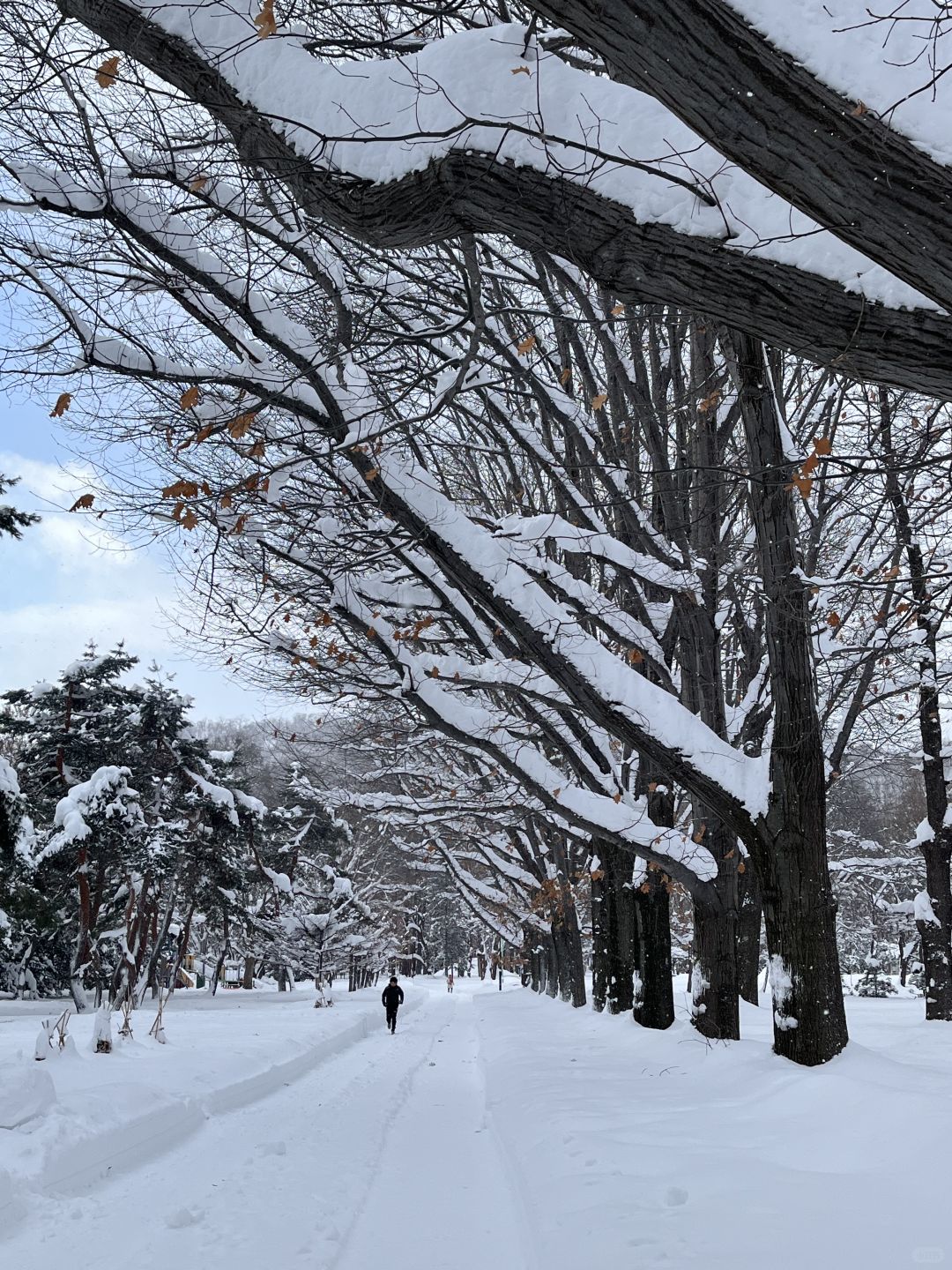 Sapporo/Hokkaido-Hokkaido Jingu Shrine a hundred times more beautiful than the Biei Christmas tree!Free of  hot tea!