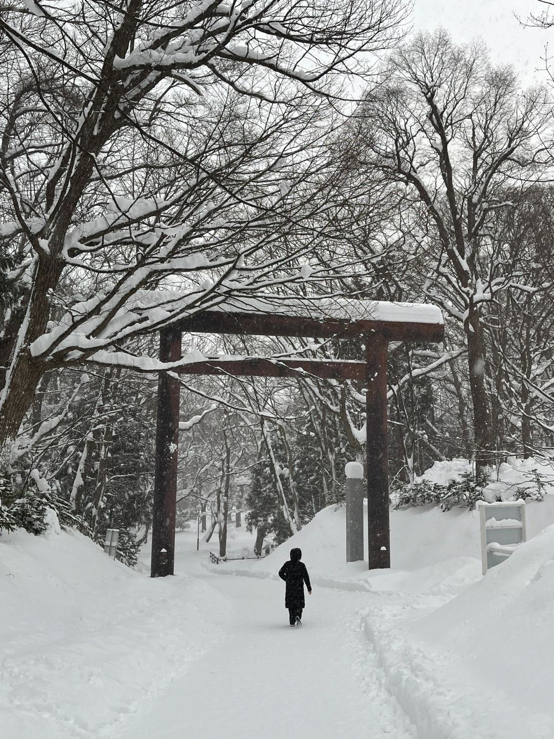 Sapporo/Hokkaido-Hokkaido Jingu Shrine a hundred times more beautiful than the Biei Christmas tree!Free of  hot tea!